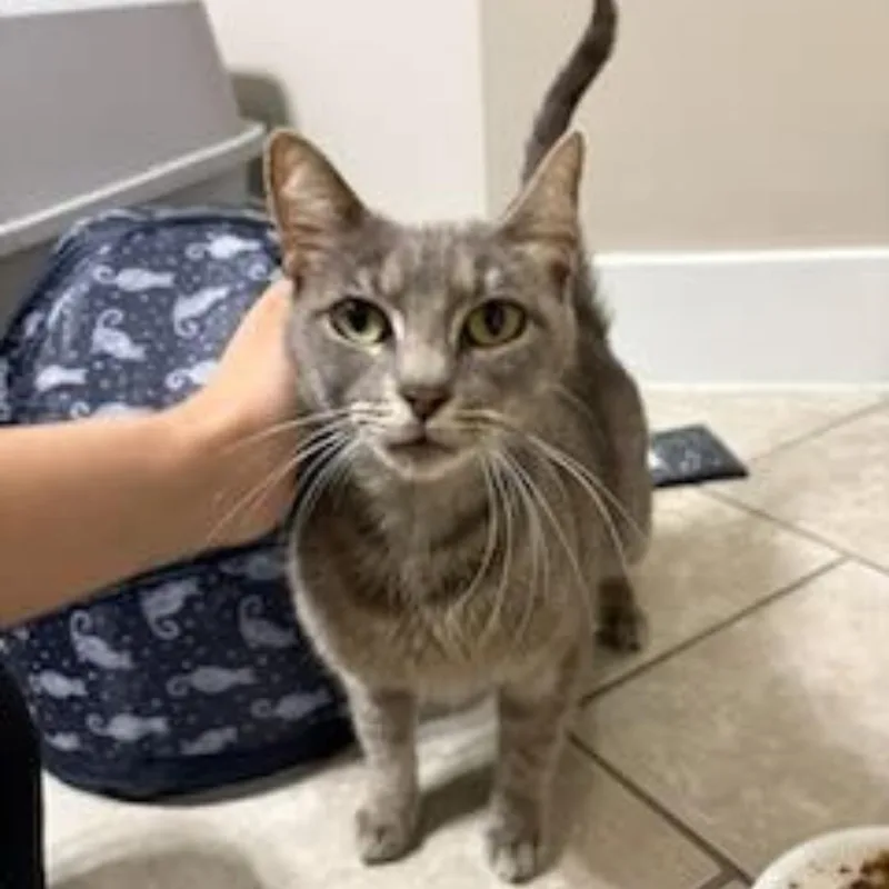 An adult small-sized female Domestic Short Hair cat named Twinkie for adoption in Houston, TX