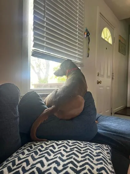 Gus thumbnail 3