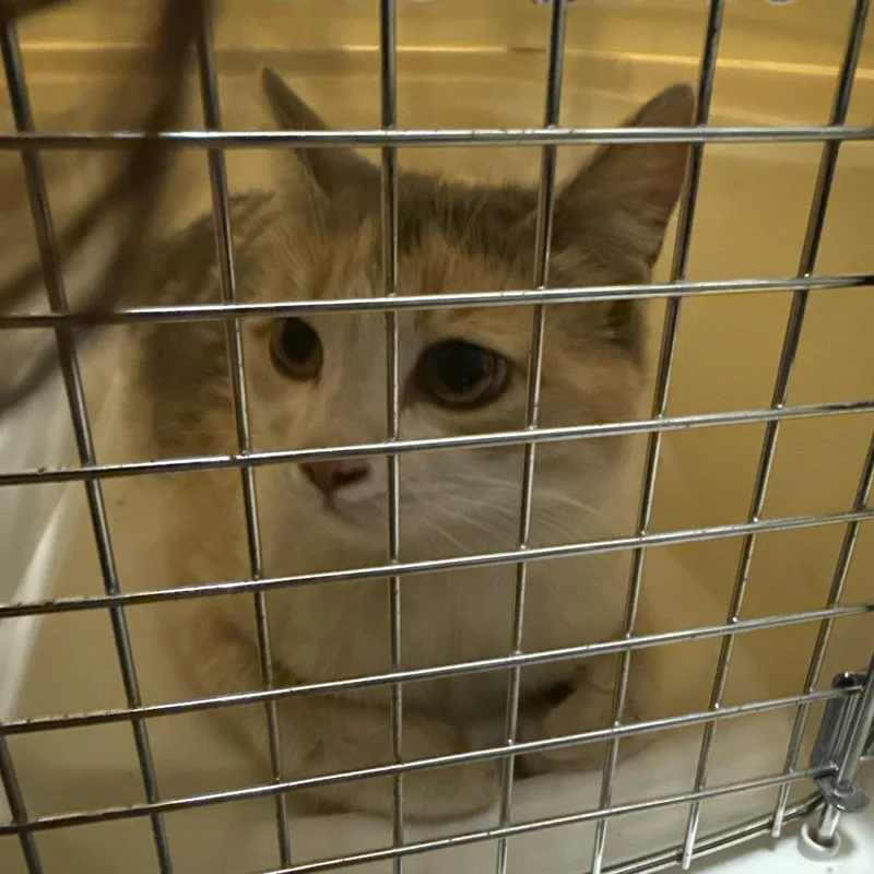 An adult medium-sized female Calico Domestic Short Hair cat named Callie for adoption in Flagstaff, AZ