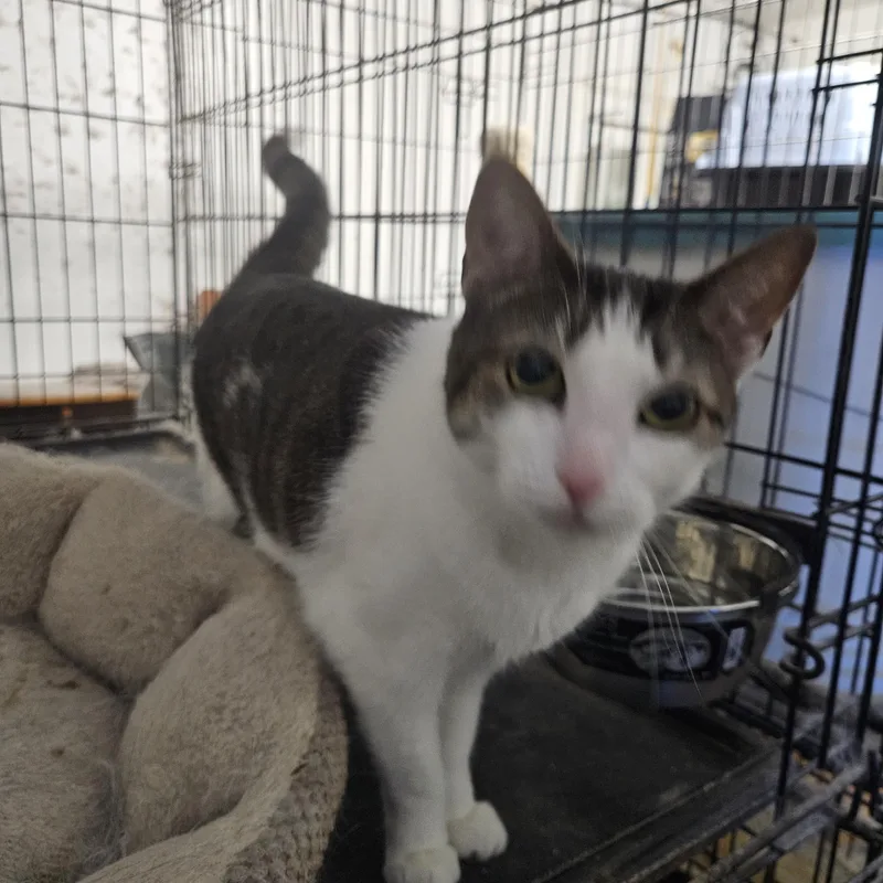 An adult medium-sized female Gray & White Domestic Short Hair cat named Sandy for adoption in Brooklyn, NY