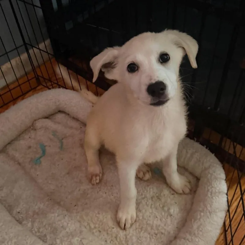 A baby large-sized female White / Cream Labrador Retriever dog named Rapunzel for adoption in Farmersville, OH