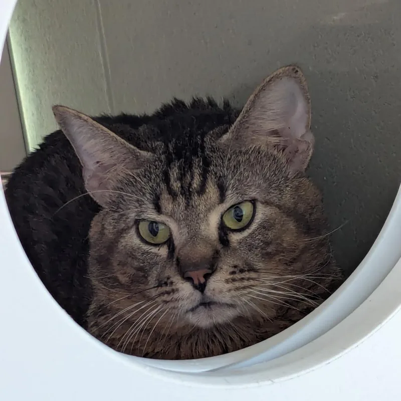 An adult medium-sized male Brown / Chocolate Domestic Short Hair cat named Otis for adoption in League City, TX