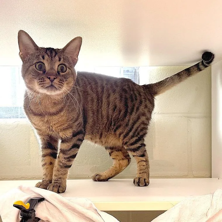 Otis thumbnail 2
