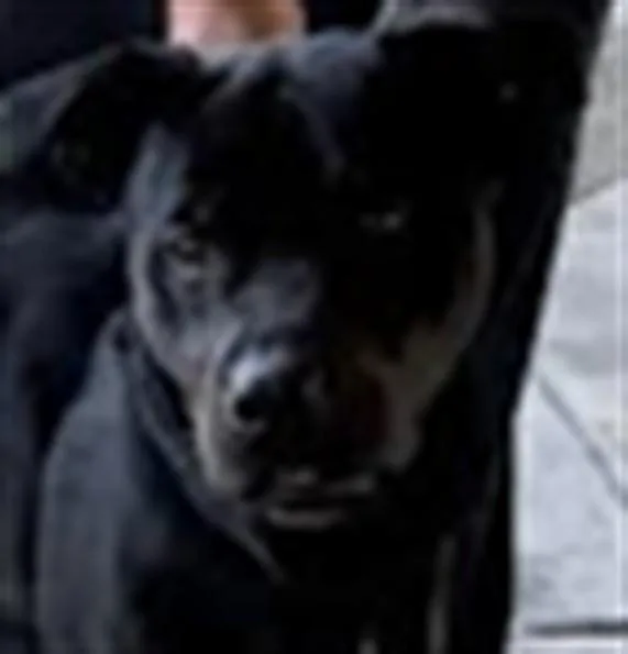 A young large-sized male Pit Bull Terrier dog named Toby for adoption in Los Angeles, CA