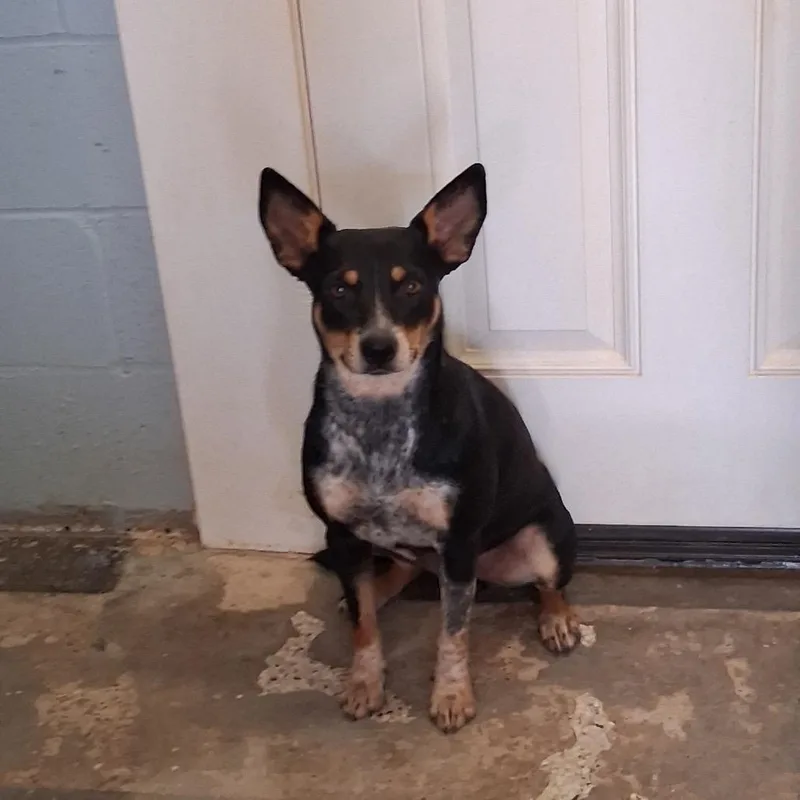 An adult medium-sized female Black Australian Cattle Dog / Blue Heeler dog named Marmalade for adoption in LOXAHATCHEE, FL