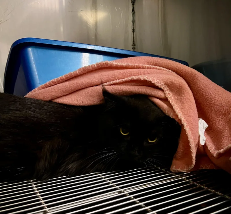 An adult large-sized male Black Selkirk Rex cat named Eco for adoption in Sparta, NC