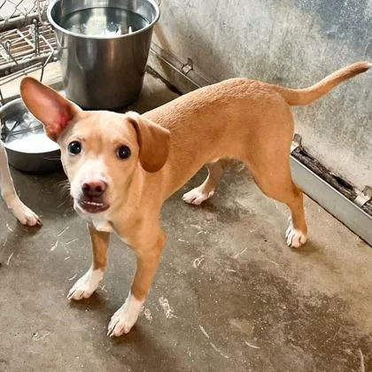 A baby small-sized male Chihuahua dog named Fred for adoption in Morton Grove, IL