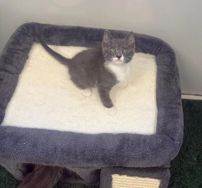 A baby small-sized female Gray & White Domestic Short Hair cat named Leaf for adoption in Breinigsville, PA