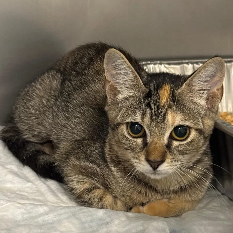A baby small-sized female Brown / Chocolate Domestic Short Hair cat named Emmeline for adoption in West Palm Beach, FL