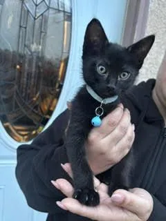 A baby small-sized male Black Domestic Short Hair cat named Panther for adoption in Woodland, CA
