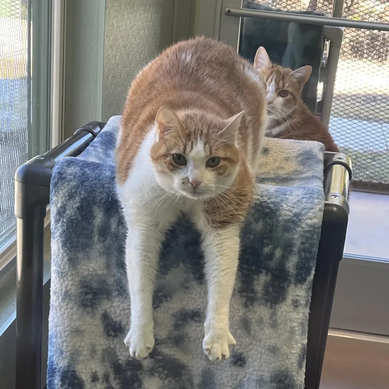 Moto Moto thumbnail 3