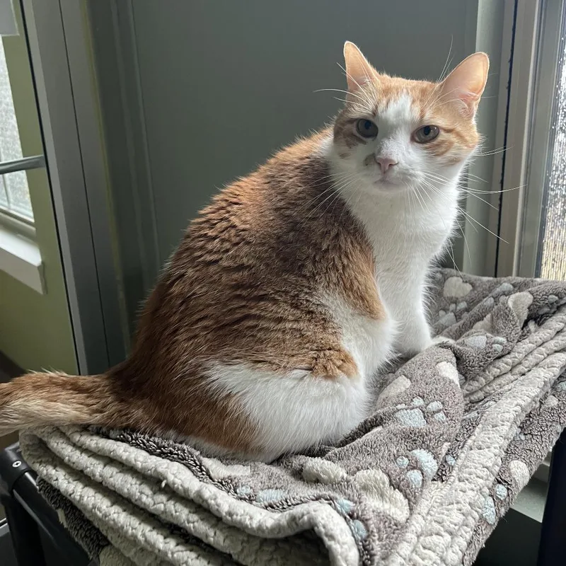 Moto Moto thumbnail 4