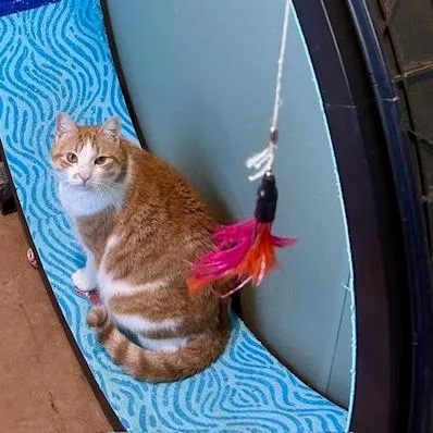 Moto Moto thumbnail 5