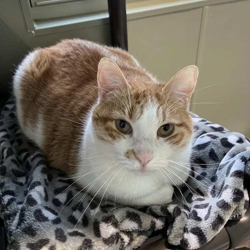 Moto Moto thumbnail 6