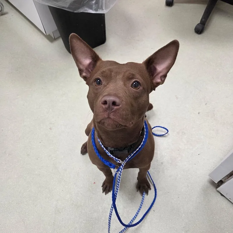Coco