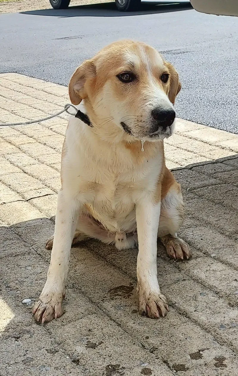A young large-sized male Labrador Retriever dog named Calvin for adoption in Falls Creek, PA