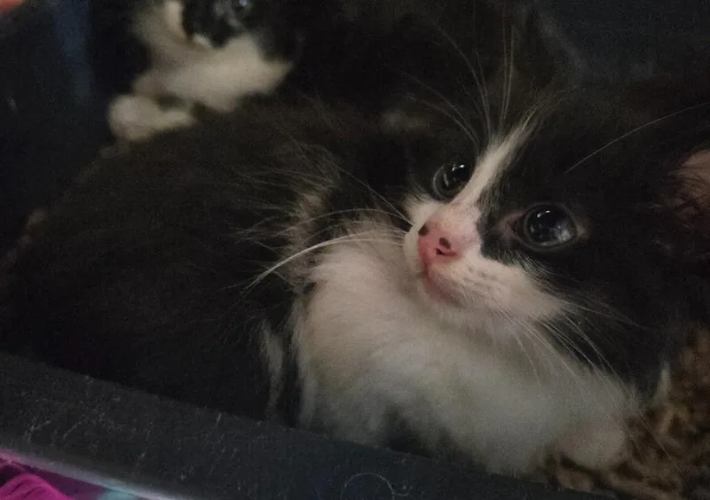 A baby medium-sized female Domestic Long Hair cat named Croissant for adoption in Brainardsville, NY