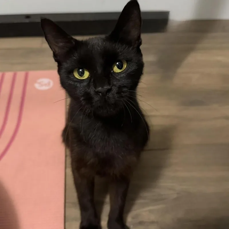 A young medium-sized female Black Bombay cat named Kiwi for adoption in Miami, FL