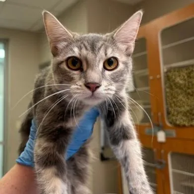 A young small-sized female Domestic Short Hair cat named Gigi for adoption in Murray, UT