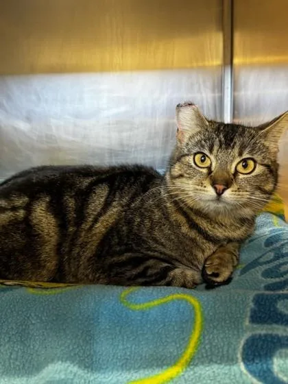 An adult small-sized female Domestic Short Hair cat named Nia for adoption in Roseville, CA