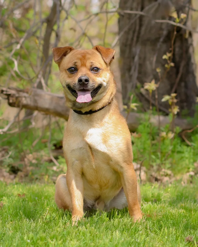An adult small-sized male Apricot / Beige Mixed Breed dog named Marvin The Martian for adoption in Bridgeport, CT