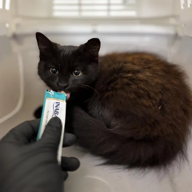 A young small-sized female Domestic Medium Hair cat named Eliza for adoption in Camarillo, CA