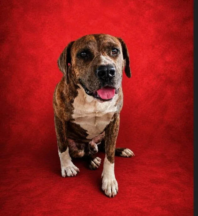 A young large-sized male Terrier dog named Bite Dog for adoption in Wauchula, FL