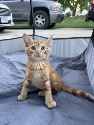 A baby small-sized male Domestic Short Hair cat named Tater Tot for adoption in Independence, MO