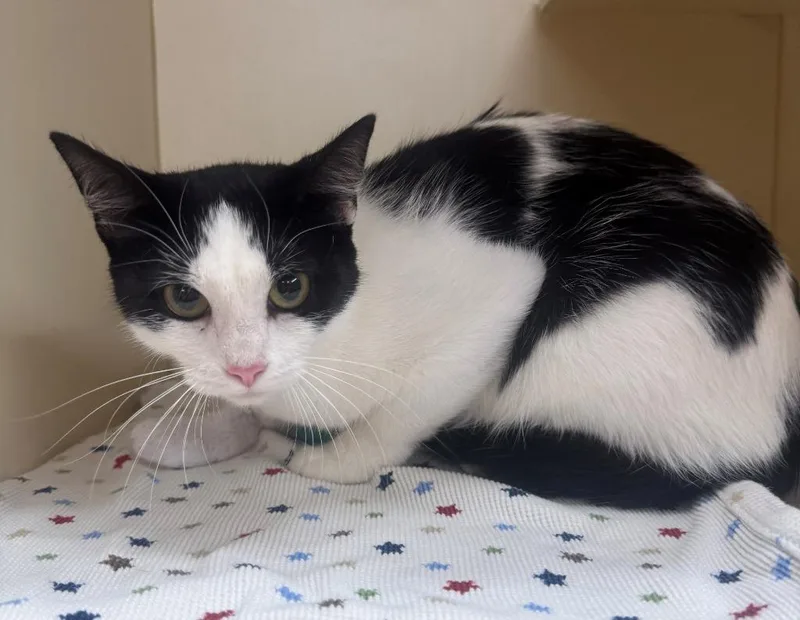 A young medium-sized female Domestic Short Hair cat named Fiona for adoption in Hastings, MI