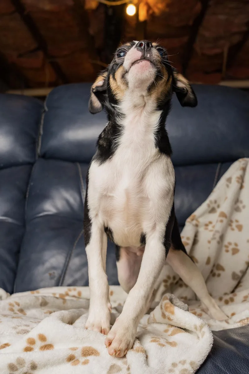 A baby small-sized male Rat Terrier dog named Luca for adoption in Richmond, VA