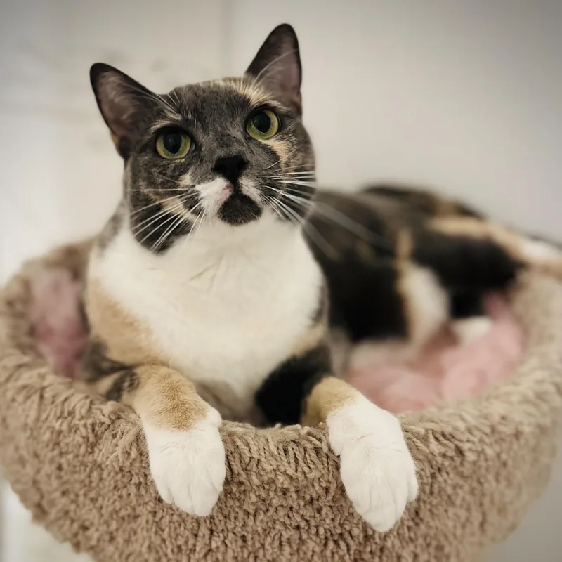 An adult medium-sized female Dilute Calico Domestic Short Hair cat named Yoshi for adoption in Fort Worth, TX