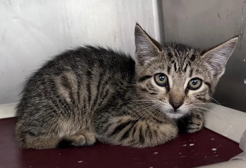 A baby medium-sized male Domestic Short Hair cat named Tahini for adoption in Cincinnati, OH