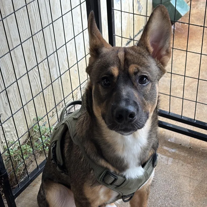 A young medium-sized male Brown / Chocolate Mixed Breed dog named King for adoption in Lake Jackson, TX