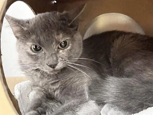 A young medium-sized female Domestic Short Hair cat named Ethel for adoption in Saint Louis, MO