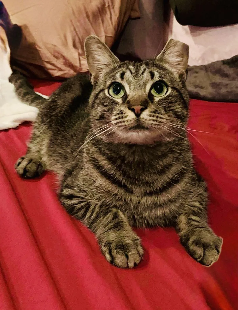 A young medium-sized male Domestic Short Hair cat named Oatie for adoption in Reston, VA