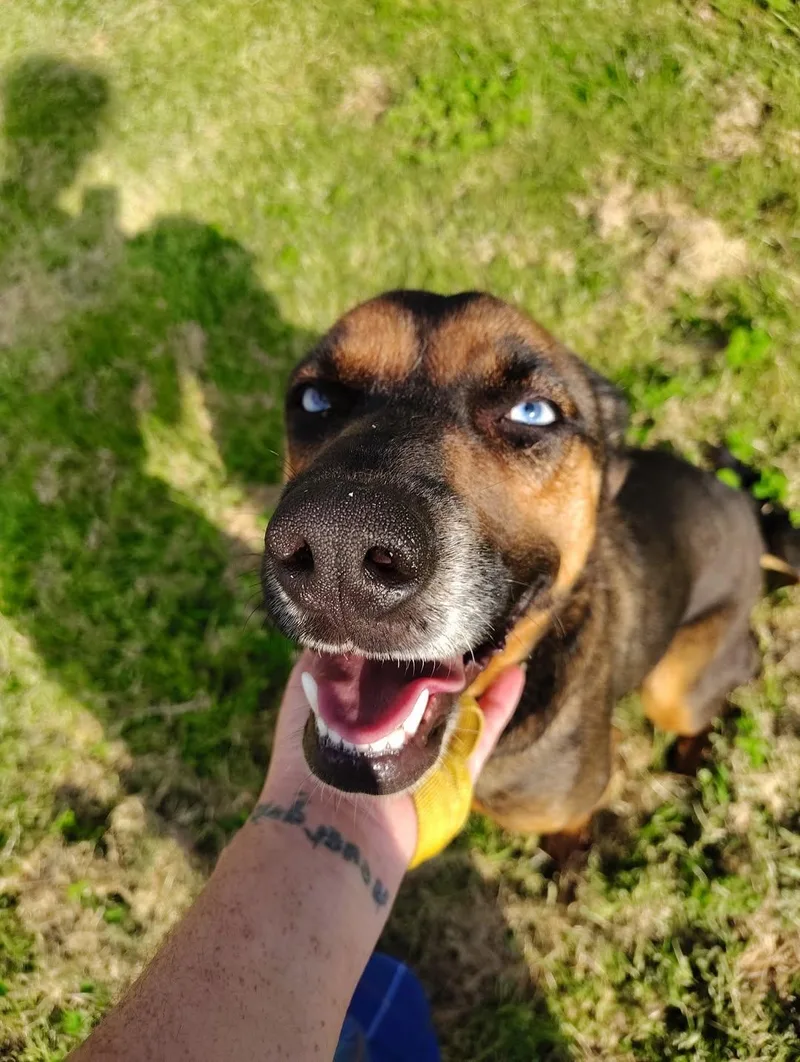 A young medium-sized female Black Catahoula Leopard Dog dog named Pringles for adoption in East Flat Rock, NC
