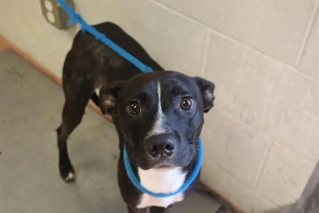 A young medium-sized male Mixed Breed dog named Carlos for adoption in Columbia, SC