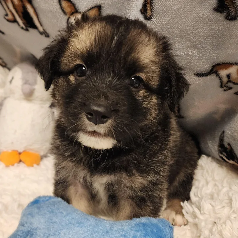 A baby medium-sized male Bicolor Shepherd dog named Nesquick for adoption in ALPINE, TX