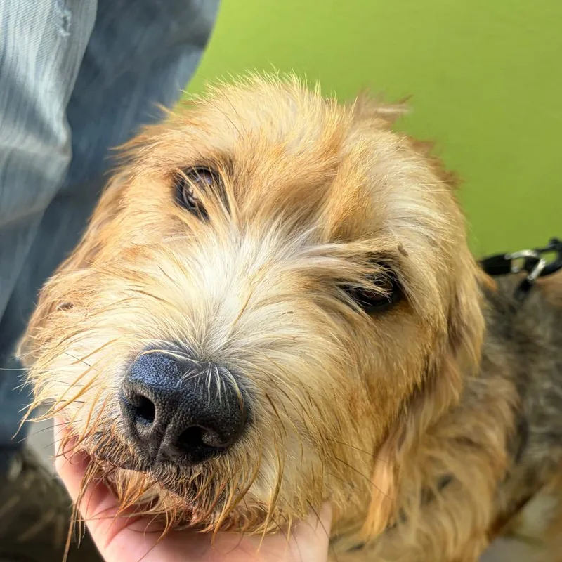 An adult medium-sized male Yellow / Tan / Blond / Fawn Terrier dog named Scrappy for adoption in Palestine, TX