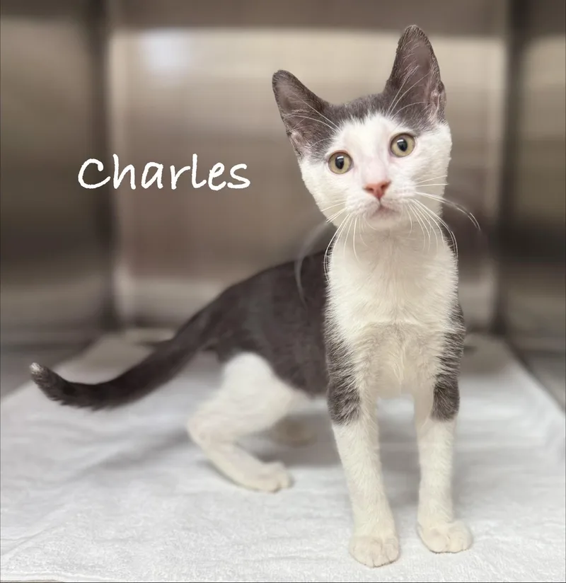 A baby medium-sized male Gray & White Domestic Short Hair cat named Charles for adoption in Pawleys Island, SC