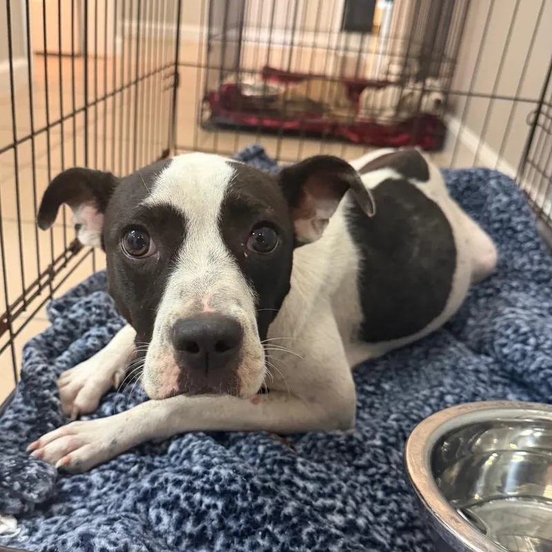 An adult medium-sized female Pit Bull Terrier dog named Mila for adoption in Starkville, MS