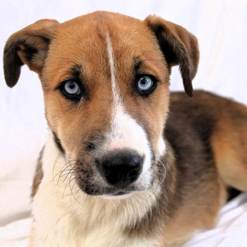 A baby small-sized female Brown / Chocolate Husky dog named Twila for adoption in Michigan City, IN