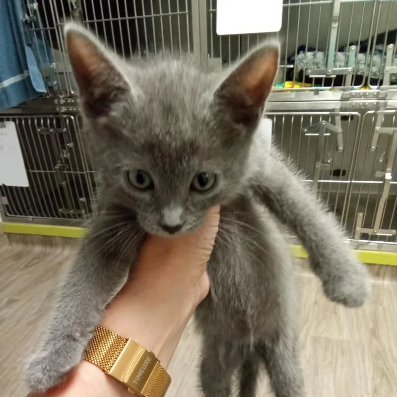 A baby small-sized male Gray / Blue / Silver Domestic Short Hair cat named Papaya for adoption in San Jacinto, CA
