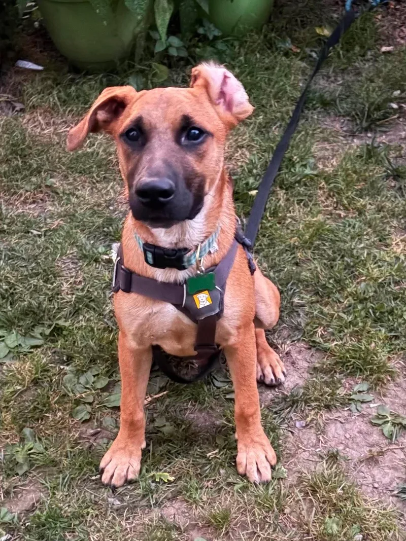 A young medium-sized male Retriever dog named Seamus for adoption in Springville, NY