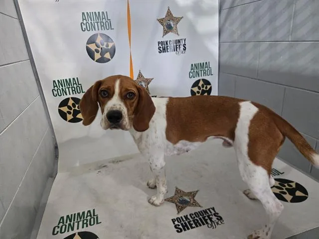 A young large-sized male Redbone Coonhound dog named Flint for adoption in Winter Haven, FL