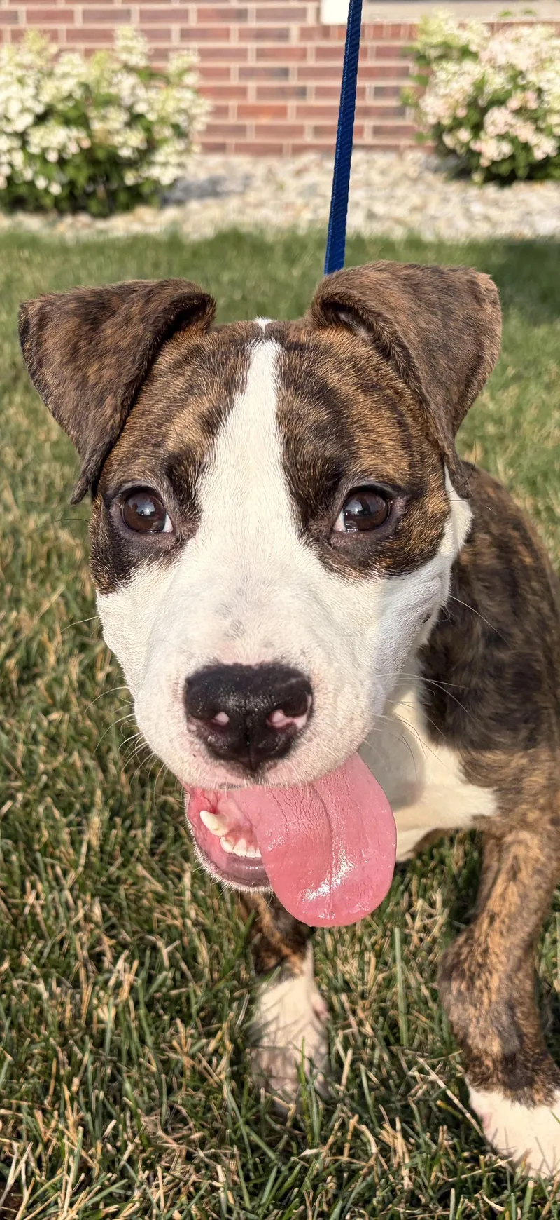 Bubba