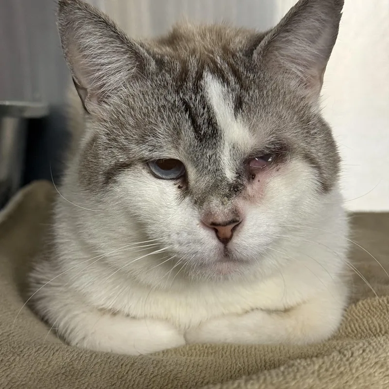 Frosty Baby thumbnail 2