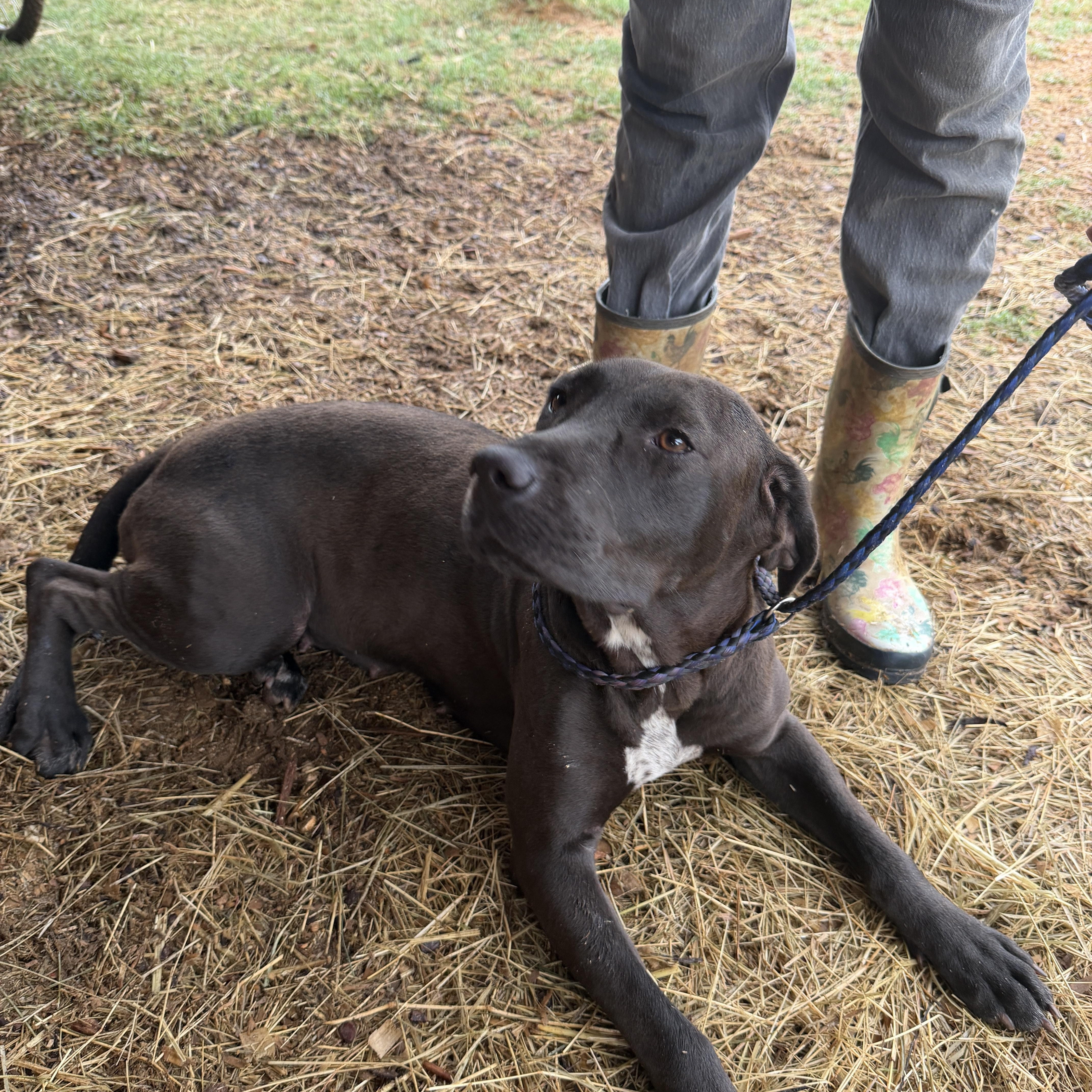 A young medium-sized female Bicolor Labrador Retriever dog named Kelly for adoption in Seguin, TX