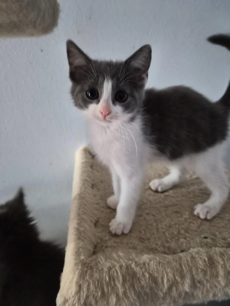 A baby medium-sized female Gray & White Domestic Short Hair cat named Mc Flurry for adoption in Orlando, FL