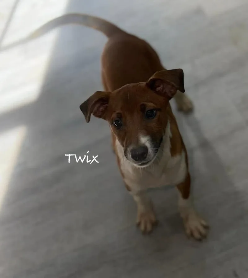 Twix